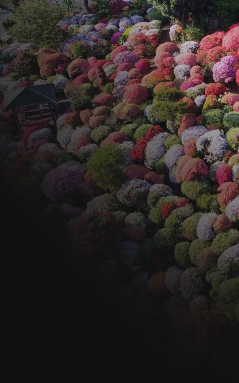 Service Background Top