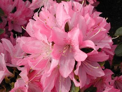 花を熟知した「選花」の力